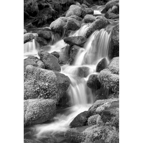 Trailside Waterfall II BW Gold Ornate Wood Framed Art Print with Double Matting by Taylor, Douglas