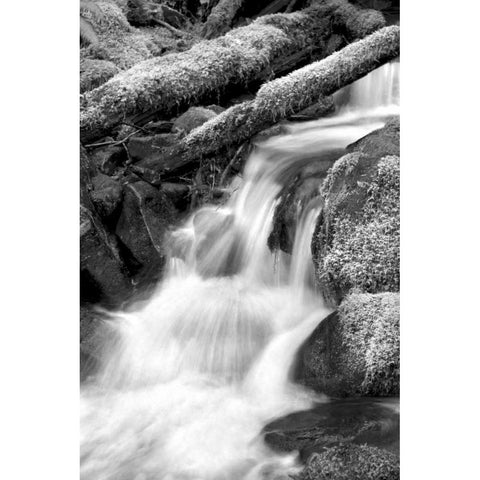 Trailside Waterfall III BW Gold Ornate Wood Framed Art Print with Double Matting by Taylor, Douglas