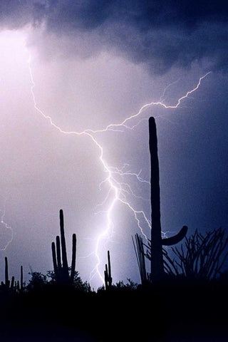 Hot August Night Black Ornate Wood Framed Art Print with Double Matting by Taylor, Douglas