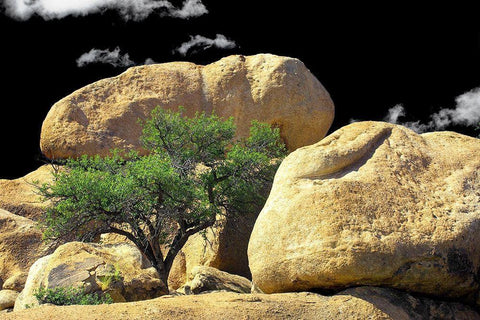 Texas Canyon Rox and Rolls Black Ornate Wood Framed Art Print with Double Matting by Taylor, Douglas