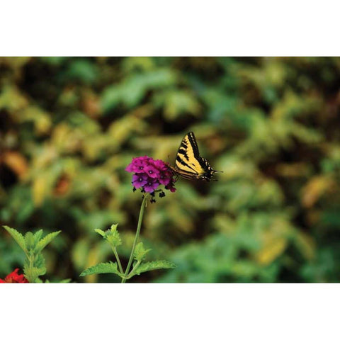 Garden Butterfly I Black Modern Wood Framed Art Print with Double Matting by Clayton-Thompson, Philip