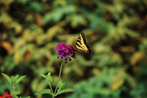 Garden Butterfly I White Modern Wood Framed Art Print with Double Matting by Clayton-Thompson, Philip