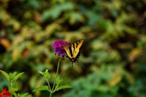 Garden Butterfly II Black Ornate Wood Framed Art Print with Double Matting by Clayton-Thompson, Philip