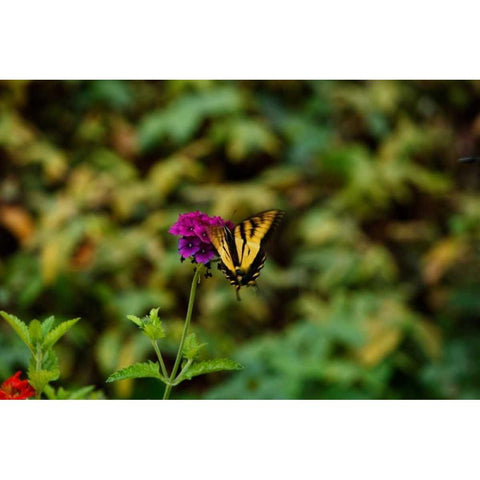 Garden Butterfly II White Modern Wood Framed Art Print by Clayton-Thompson, Philip