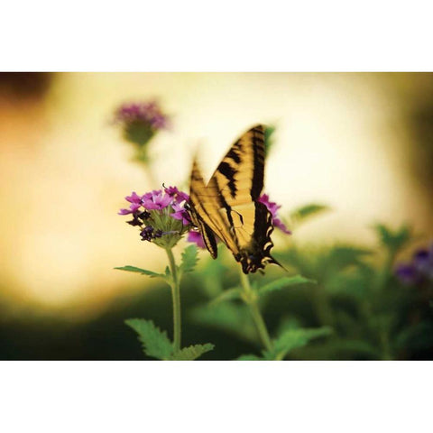 Garden Butterfly III Black Modern Wood Framed Art Print with Double Matting by Clayton-Thompson, Philip