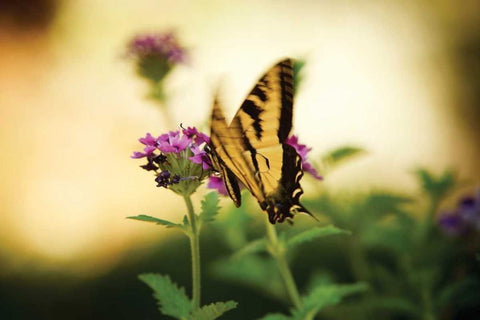 Garden Butterfly III Black Ornate Wood Framed Art Print with Double Matting by Clayton-Thompson, Philip