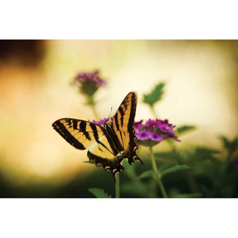 Garden Butterfly IV Gold Ornate Wood Framed Art Print with Double Matting by Clayton-Thompson, Philip