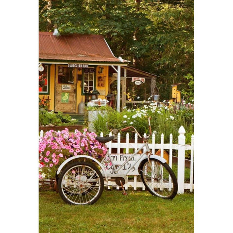 Vintage Bicycle III White Modern Wood Framed Art Print by Clayton-Thompson, Philip