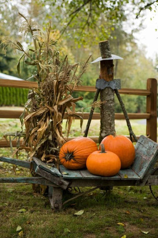 Autumn Harvest II Black Ornate Wood Framed Art Print with Double Matting by Clayton-Thompson, Philip