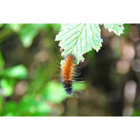 Caterpillar on Leaf I White Modern Wood Framed Art Print by Thomas, Logan