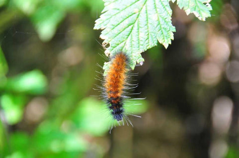 Caterpillar on Leaf I White Modern Wood Framed Art Print with Double Matting by Thomas, Logan