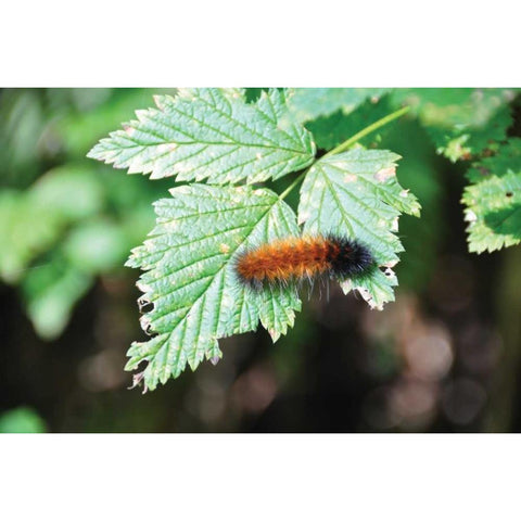 Caterpillar on Leaf II White Modern Wood Framed Art Print by Thomas, Logan