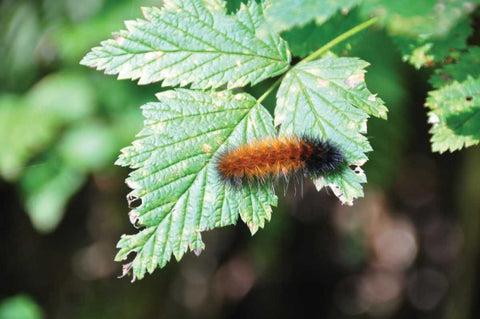 Caterpillar on Leaf II White Modern Wood Framed Art Print with Double Matting by Thomas, Logan