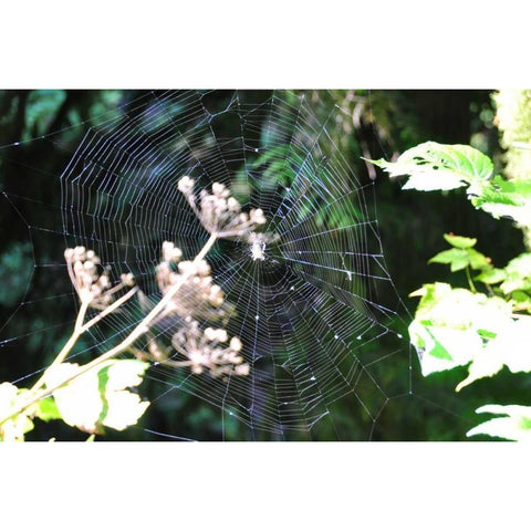 Spiderweb I White Modern Wood Framed Art Print by Thomas, Logan