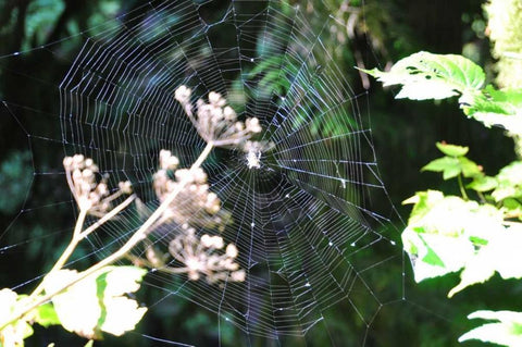 Spiderweb I White Modern Wood Framed Art Print with Double Matting by Thomas, Logan