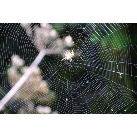 Spiderweb II White Modern Wood Framed Art Print by Thomas, Logan