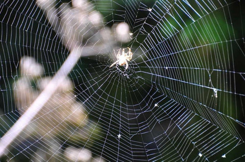 Spiderweb II Black Ornate Wood Framed Art Print with Double Matting by Thomas, Logan