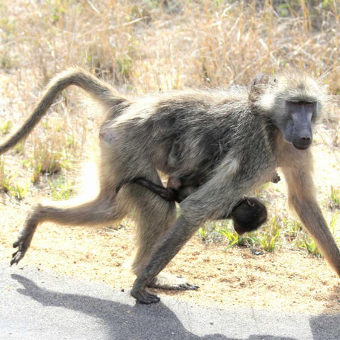 Safari Baboon and Baby I Black Ornate Wood Framed Art Print with Double Matting by Underdahl, Dana