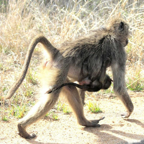 Safari Baboon and Baby II Black Ornate Wood Framed Art Print with Double Matting by Underdahl, Dana