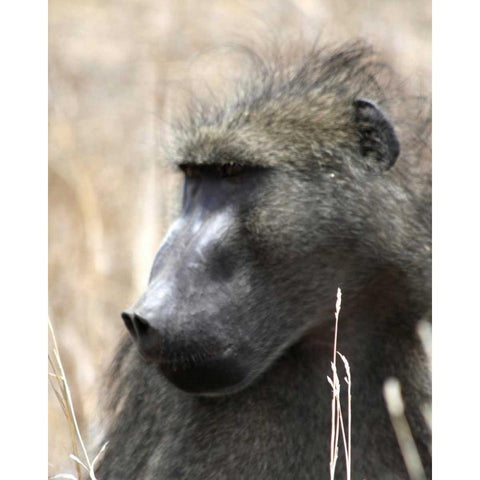 Baboon Portrait II Black Modern Wood Framed Art Print with Double Matting by Underdahl, Dana