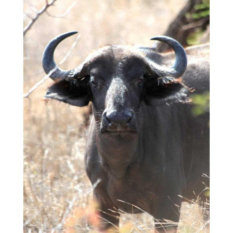 Cape Buffalo I Gold Ornate Wood Framed Art Print with Double Matting by Underdahl, Dana