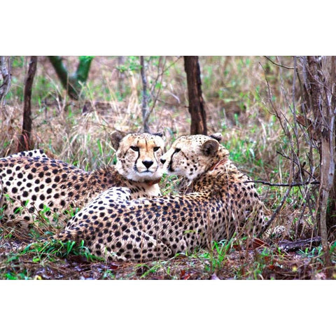 Safari Cheetah I Black Modern Wood Framed Art Print with Double Matting by Underdahl, Dana