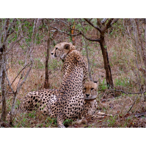 Safari Cheetah III Black Modern Wood Framed Art Print with Double Matting by Underdahl, Dana