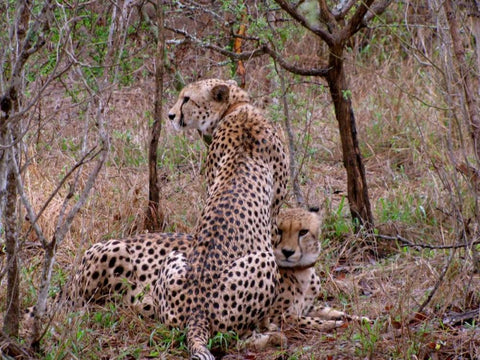 Safari Cheetah III Black Ornate Wood Framed Art Print with Double Matting by Underdahl, Dana