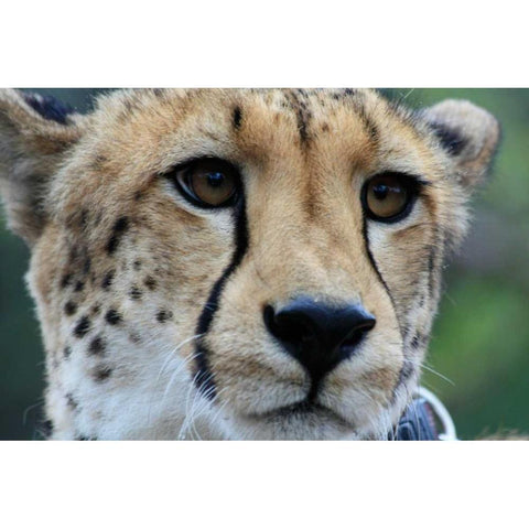 Cheetah I White Modern Wood Framed Art Print by Underdahl, Dana