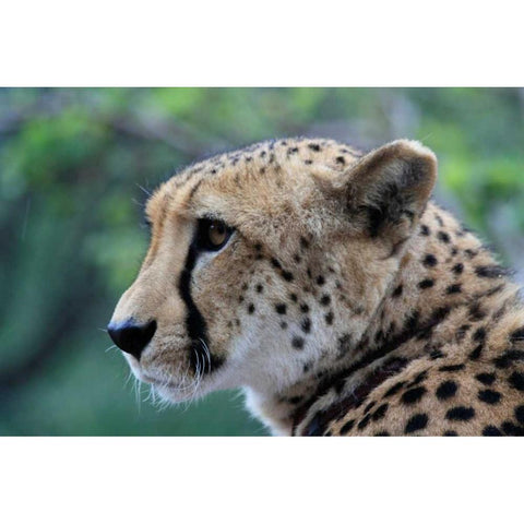 Cheetah II White Modern Wood Framed Art Print by Underdahl, Dana