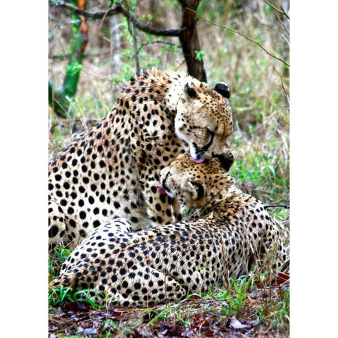 Cheetah III White Modern Wood Framed Art Print by Underdahl, Dana