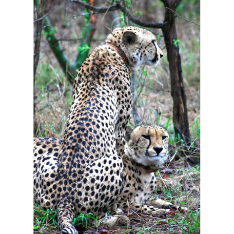 Cheetah IV White Modern Wood Framed Art Print by Underdahl, Dana