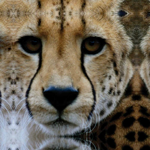 Cheetah Portrait III Gold Ornate Wood Framed Art Print with Double Matting by Underdahl, Dana