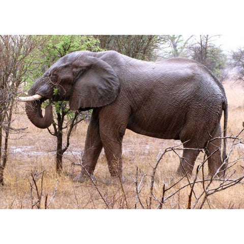 African Elephant I Gold Ornate Wood Framed Art Print with Double Matting by Underdahl, Dana