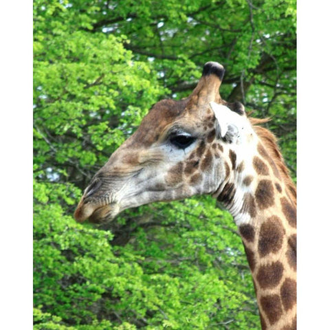 Giraffe III White Modern Wood Framed Art Print by Underdahl, Dana