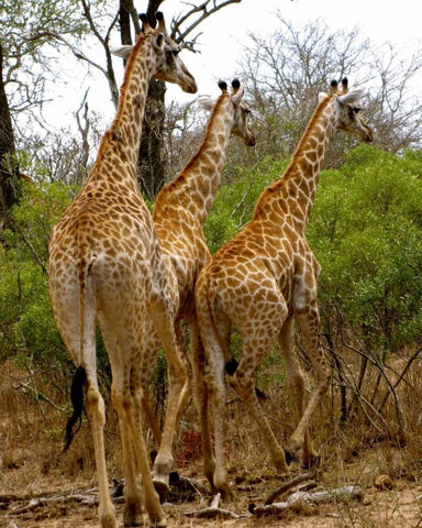 Giraffe Walk II Black Ornate Wood Framed Art Print with Double Matting by Underdahl, Dana