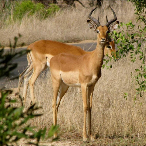 Impala III White Modern Wood Framed Art Print by Underdahl, Dana