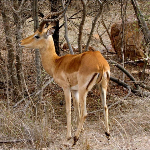 Impala V Gold Ornate Wood Framed Art Print with Double Matting by Underdahl, Dana