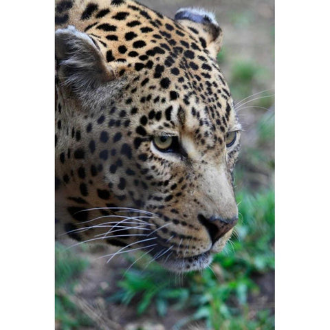 Leopard II Black Modern Wood Framed Art Print with Double Matting by Underdahl, Dana