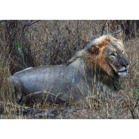 Resting Lion I Gold Ornate Wood Framed Art Print with Double Matting by Underdahl, Dana