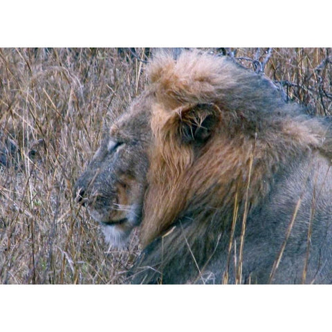 Resting Lion II Black Modern Wood Framed Art Print with Double Matting by Underdahl, Dana