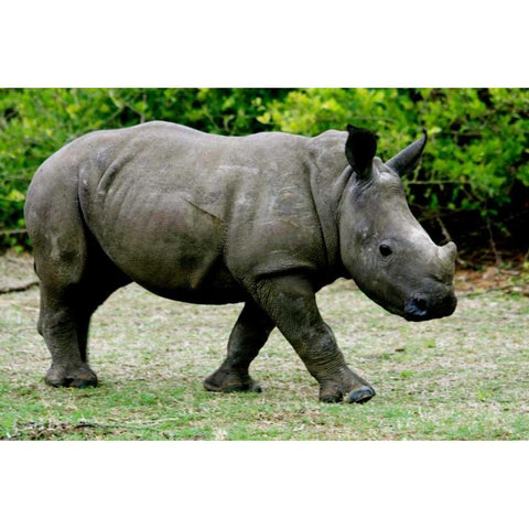 Rhino III White Modern Wood Framed Art Print by Underdahl, Dana