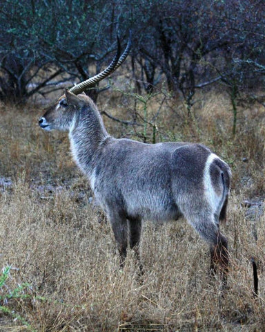 Waterbuck I White Modern Wood Framed Art Print with Double Matting by Underdahl, Dana