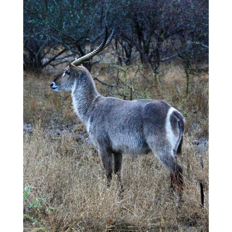 Waterbuck I White Modern Wood Framed Art Print by Underdahl, Dana