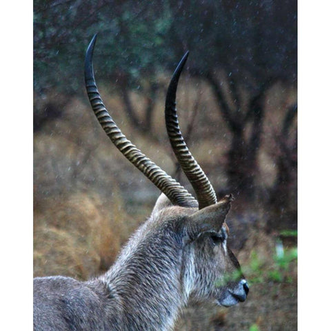 Waterbuck II White Modern Wood Framed Art Print by Underdahl, Dana