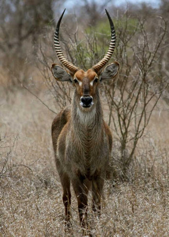 Safari Waterbuck II White Modern Wood Framed Art Print with Double Matting by Underdahl, Dana