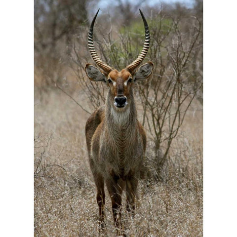 Safari Waterbuck II Black Modern Wood Framed Art Print with Double Matting by Underdahl, Dana