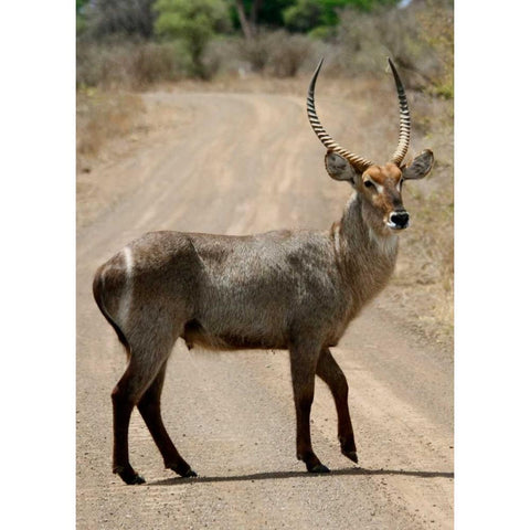 Safari Waterbuck III Black Modern Wood Framed Art Print with Double Matting by Underdahl, Dana