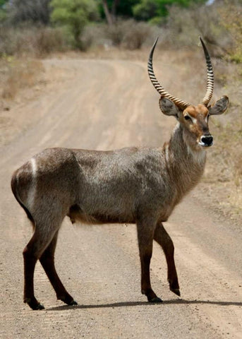 Safari Waterbuck III Black Ornate Wood Framed Art Print with Double Matting by Underdahl, Dana