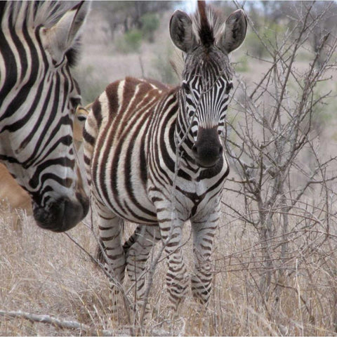 Zebra Baby II Black Modern Wood Framed Art Print with Double Matting by Underdahl, Dana